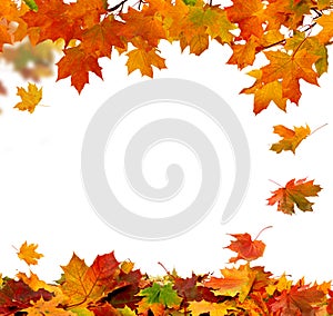 Autumn falling leaves photo