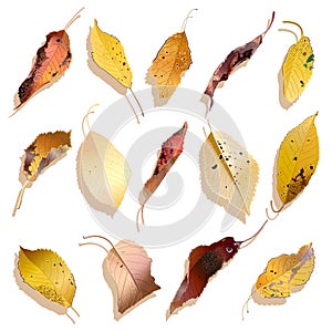 Autumn falling leaves set. Vector illustration. photo