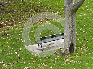 Autumn falling leaves with stone brown bench and plane tree trunk