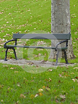 Autumn falling leaves with stone brown bench and plane tree trunk