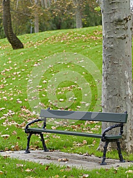 Autumn falling leaves with stone brown bench and plane tree trunk