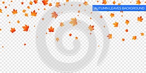 Autumn falling leaves on transparent background. Vector autumnal foliage fall of maple leaves. Autumn background design