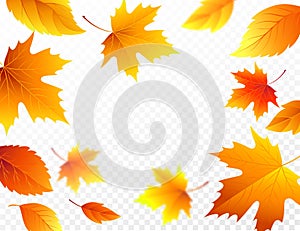 Autumn falling leaves on transparent checkered background. Autumnal foliage fall leaf flying in wind motion blur. Vector