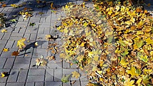 Autumn, falling leaves, wind on the sidewalk. Autumn nature, yellow leaves.