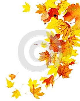 Autumn falling maple leaves