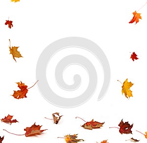 Autumn falling maple leaves on white background
