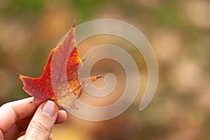 Autumn falling natural yellow orange red leave in the hand with bokeh on the background