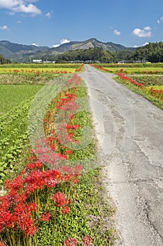 Autumn farm road