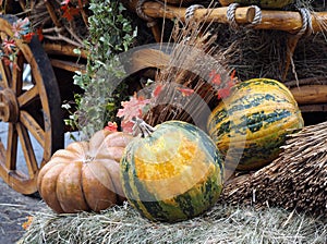 Autumn farmer\'s crop. Many different pumpkins on hay