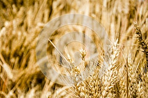 A good harvest of Wheat photo
