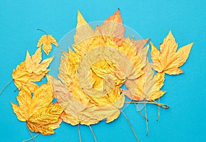 Autumn Fashion. Fall Leaves Background. Vintage.