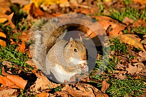 Autumn feast, grey squirrel dines among crispy golden foliage.