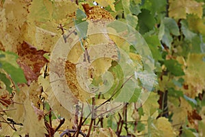 Autumn feeling in the Vineyard