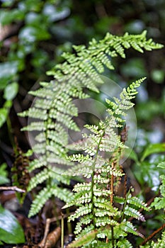 Autumn fern