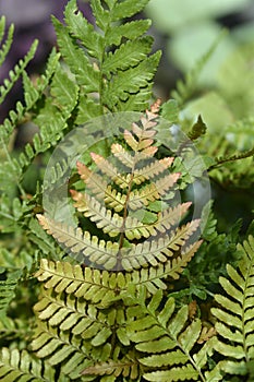 Autumn fern