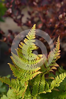 Autumn fern photo