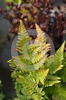 Autumn fern photo