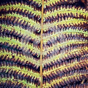 Autumn fern leaf close up. Russian north. Karelia.