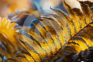 Autumn fern leaves close-up