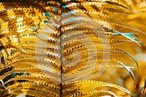 Autumn fern leaves close-up