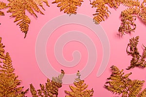 Autumn fern leaves isolated on pink background with copy space. Horizontal orienattion. Minimalistic style