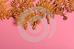 Autumn fern leaves isolated on pink background with copy space. Horizontal orienattion. Minimalistic style