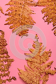 Autumn fern leaves isolated on yellow background with copy space. Horizontal orienattion. Minimalistic style
