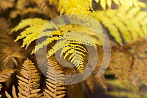 Autumn fern leaves in a sunny day.