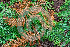 Autumn fern wet from rain