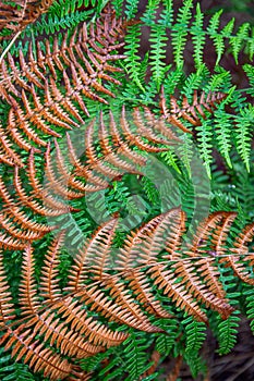 Autumn fern wet from rain