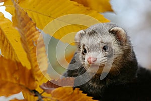 Autumn ferret portrait