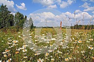Autumn field