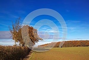 Autumn Field