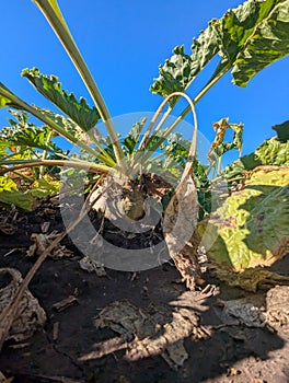 Autumn field. Agriculture. Sugar beet Ripe roots of sugar beet have gained enough mass and sugar content photo