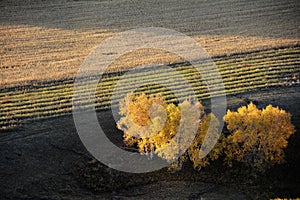 Autumn field with golden birch trees