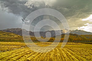 Autumn field of harvest Dark clouds