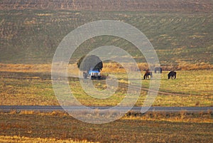 Autumn field during haymaking