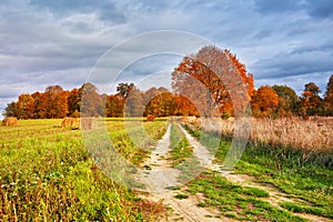 Autumn Field, Maple Tree, Country Road. Fall rural landscape. Dry leaves in the foreground
