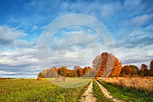 Autumn Field, Maple Tree, Country Road. Fall rural landscape. Lonely beautiful pastures autumn tree