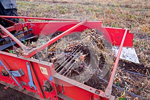 Autumn field with onion crop grown by drip irrigation technology. A tractor-mounted trailed root harvester working. The bulbs are