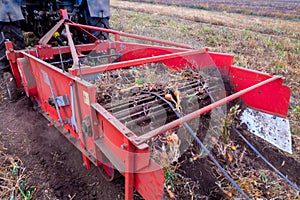 Autumn field with onion crop grown by drip irrigation technology. A tractor-mounted trailed root harvester working. The bulbs are