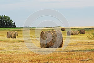 Autumn field and straw piles