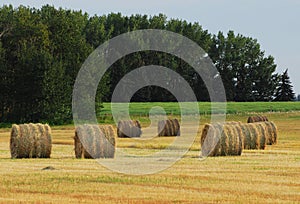 Autumn field and straw piles