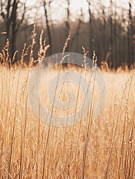 Autumn Field with Tall Grass and Wildflowers photo