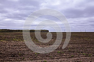 Autumn fields in the Kurgan region