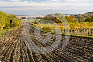 Autumn fields and vineyard