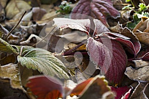 Autumn, the first frost. The leaves are covered with frost.