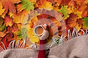 Autumn flat lay. Female hands with cup of coffee over colorful maple leaves background. Top view. Season concept