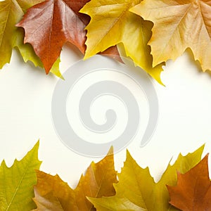 Autumn flatlay composition. Frame made of colorful maple leaves on white background. Autumn, fall concept