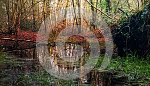 Autumn flood in the forest woods